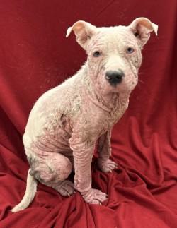 Enlarge Blake, a Adoptable mixed breed in West Memphis, AR image 1/2