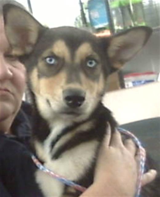 Enlarge PICKLE, a Adoptable Mixed Breed in Dallas, TX image 1/1