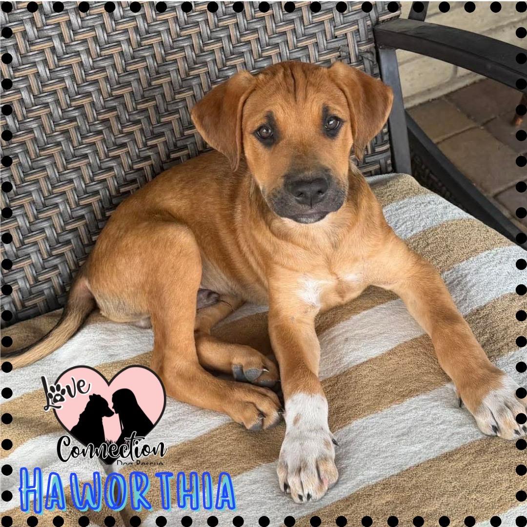 Haworthia, a ADOPTABLE mixed breed in Gilbert, AZ image 2/2