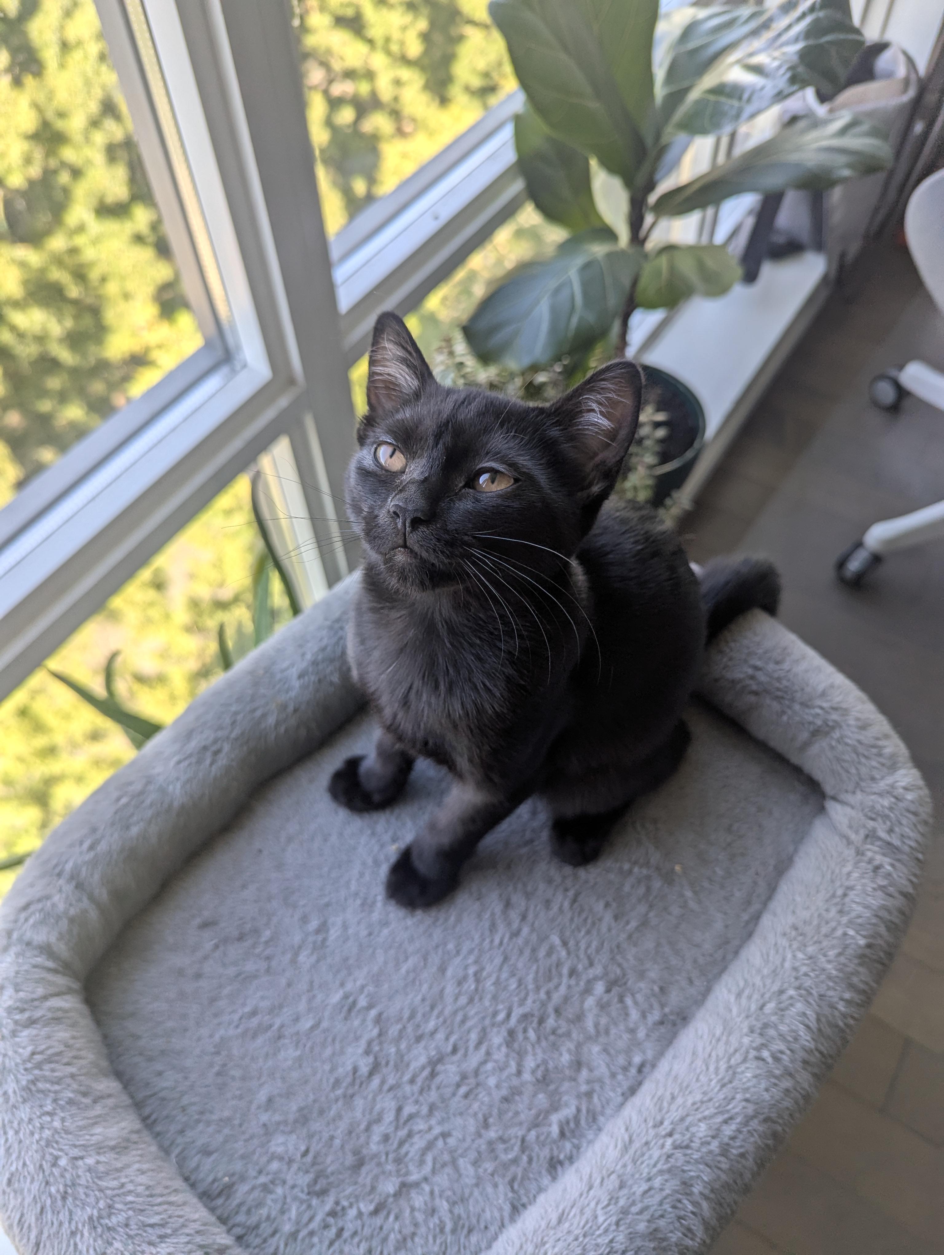Poppi, Young Female unknown