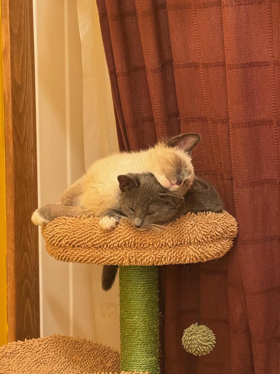 Enlarge Ziggy and Marley, an adopted mixed breed in Chelsea, VT image 3/3