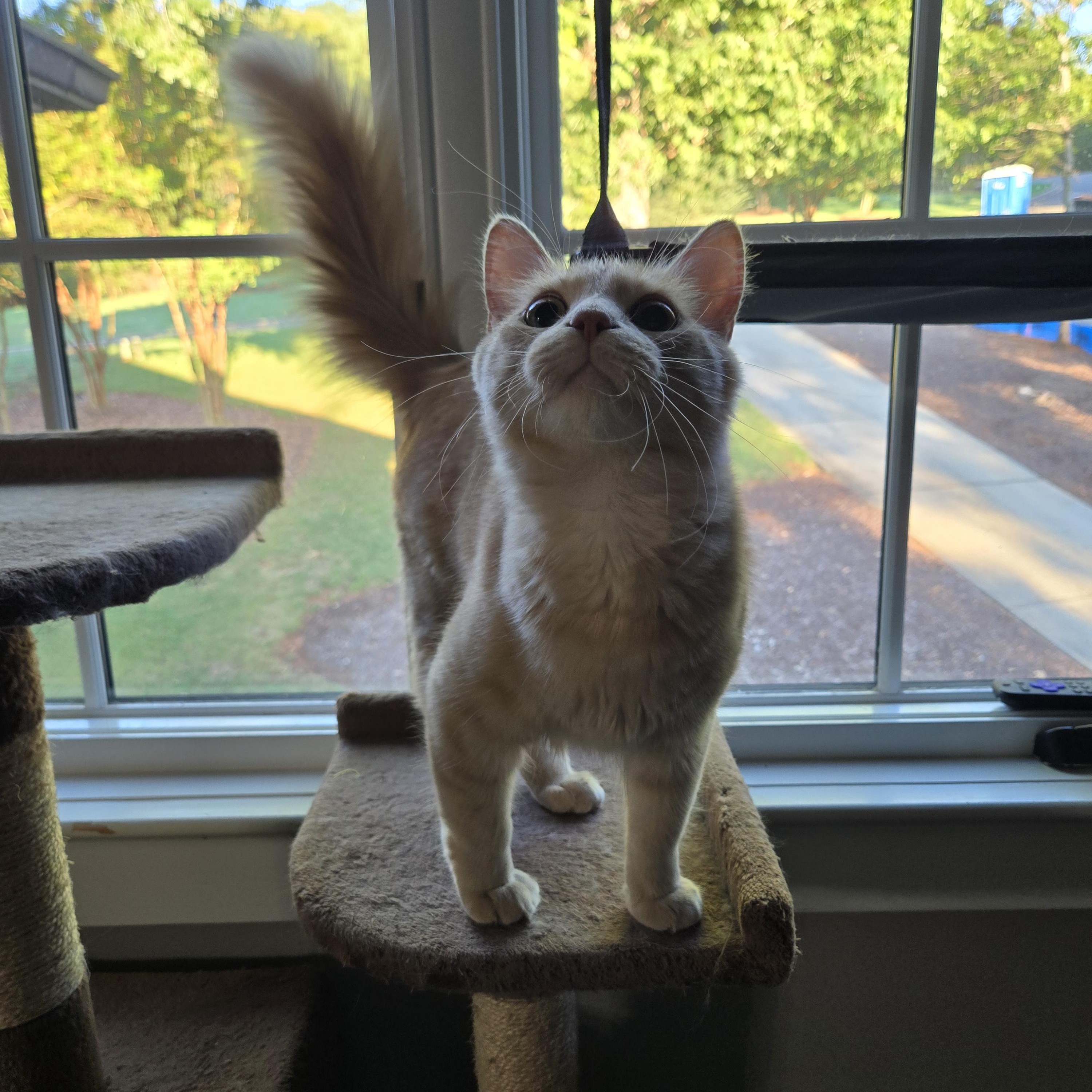 Enlarge Ted & Truman, a Adoptable Domestic Medium Hair in Belmont, NC image 4/4