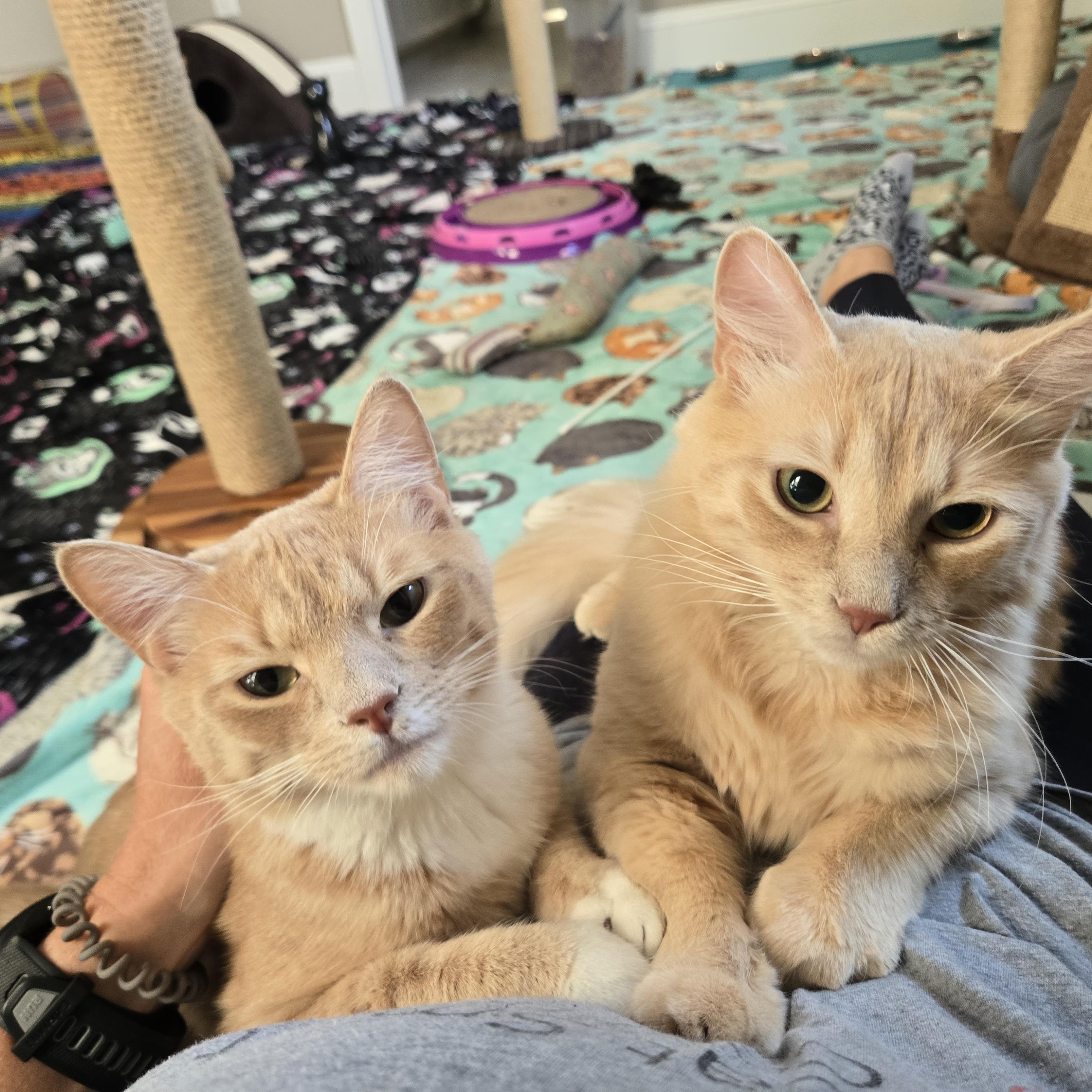 Enlarge Ted & Truman, a Adoptable Domestic Medium Hair in Belmont, NC image 2/4