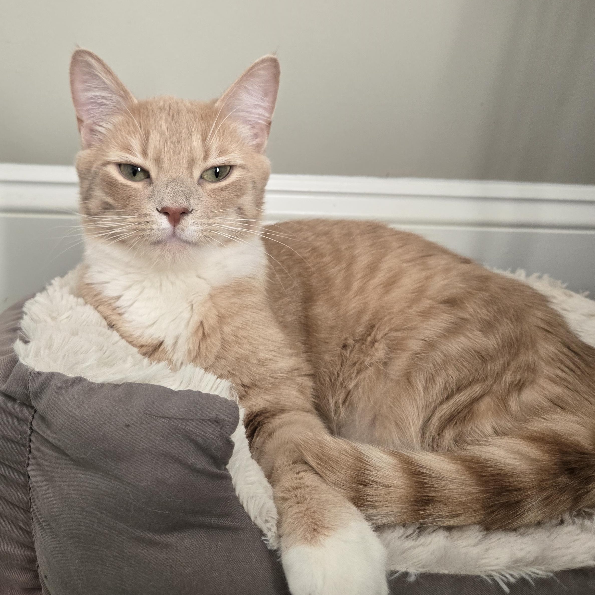 Enlarge Ted & Truman, a Adoptable Domestic Medium Hair in Belmont, NC image 3/4