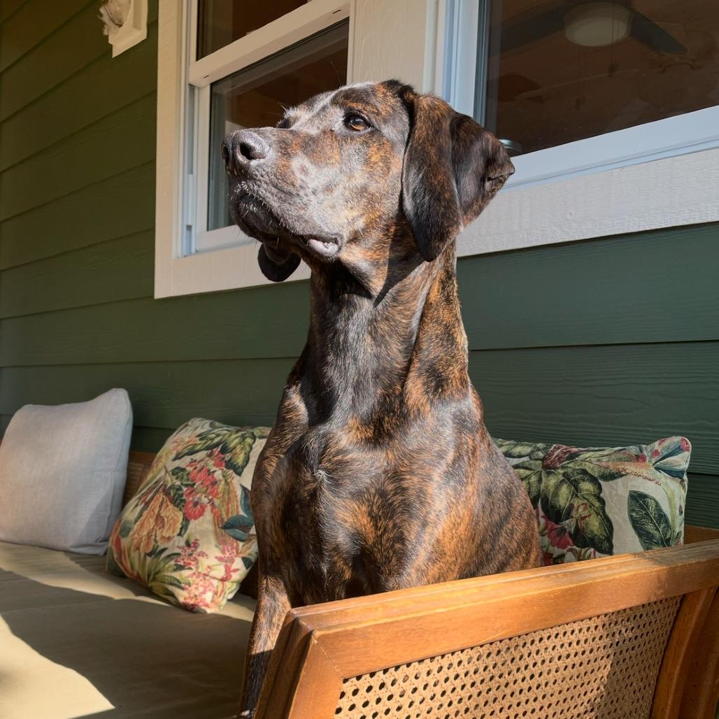 Geoffrey* (Courtesy Listing), Adoptable, Adult Male Plott Hound.