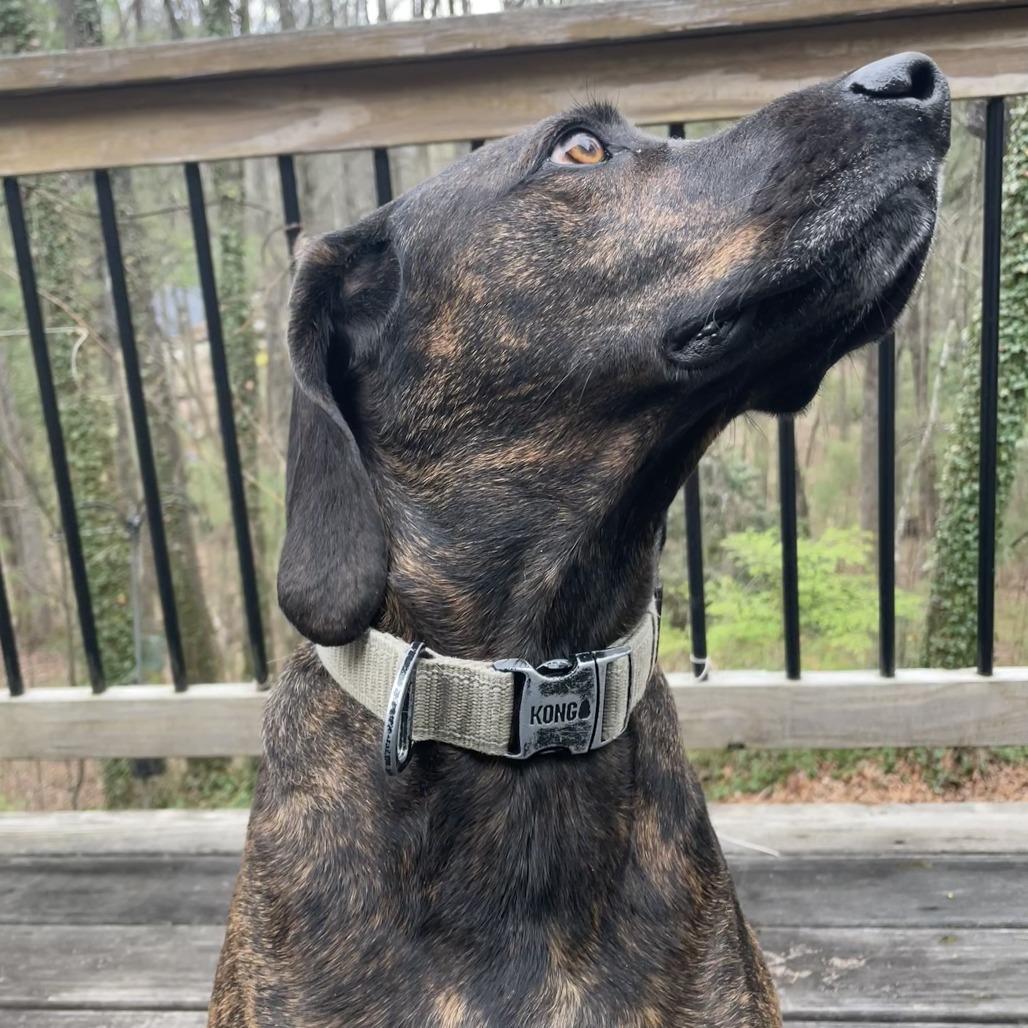 Enlarge Geoffrey* (Courtesy Listing), a Adoptable Plott Hound in Waynesville, NC image 2/4