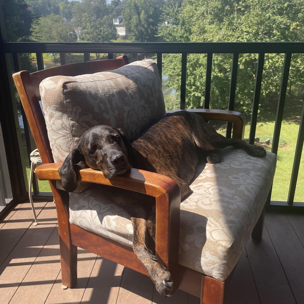 Enlarge Geoffrey* (Courtesy Listing), a Adoptable Plott Hound in Waynesville, NC image 3/4