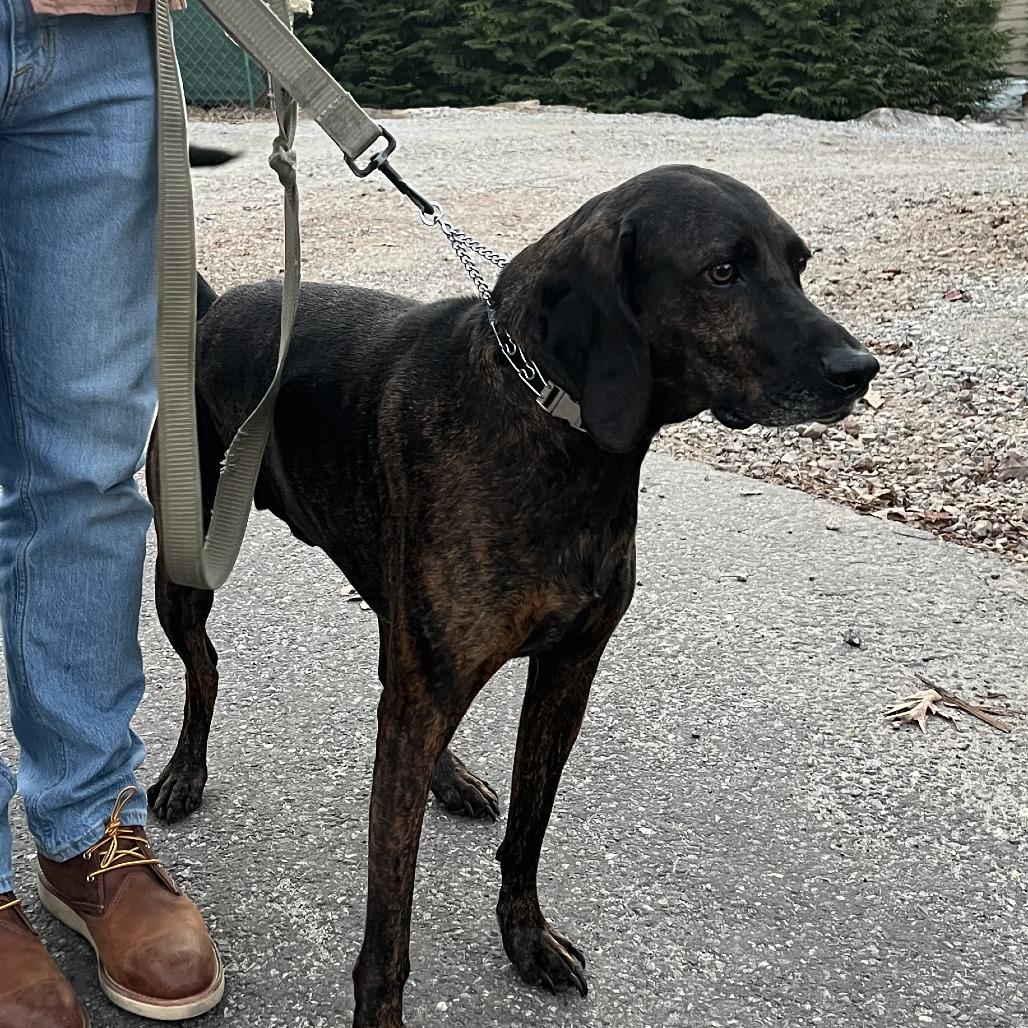 Enlarge Geoffrey* (Courtesy Listing), a Adoptable Plott Hound in Waynesville, NC image 4/4