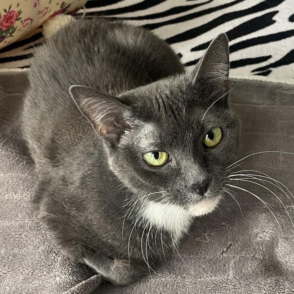 Cradle, Adoptable, Adult Female Domestic Short Hair.