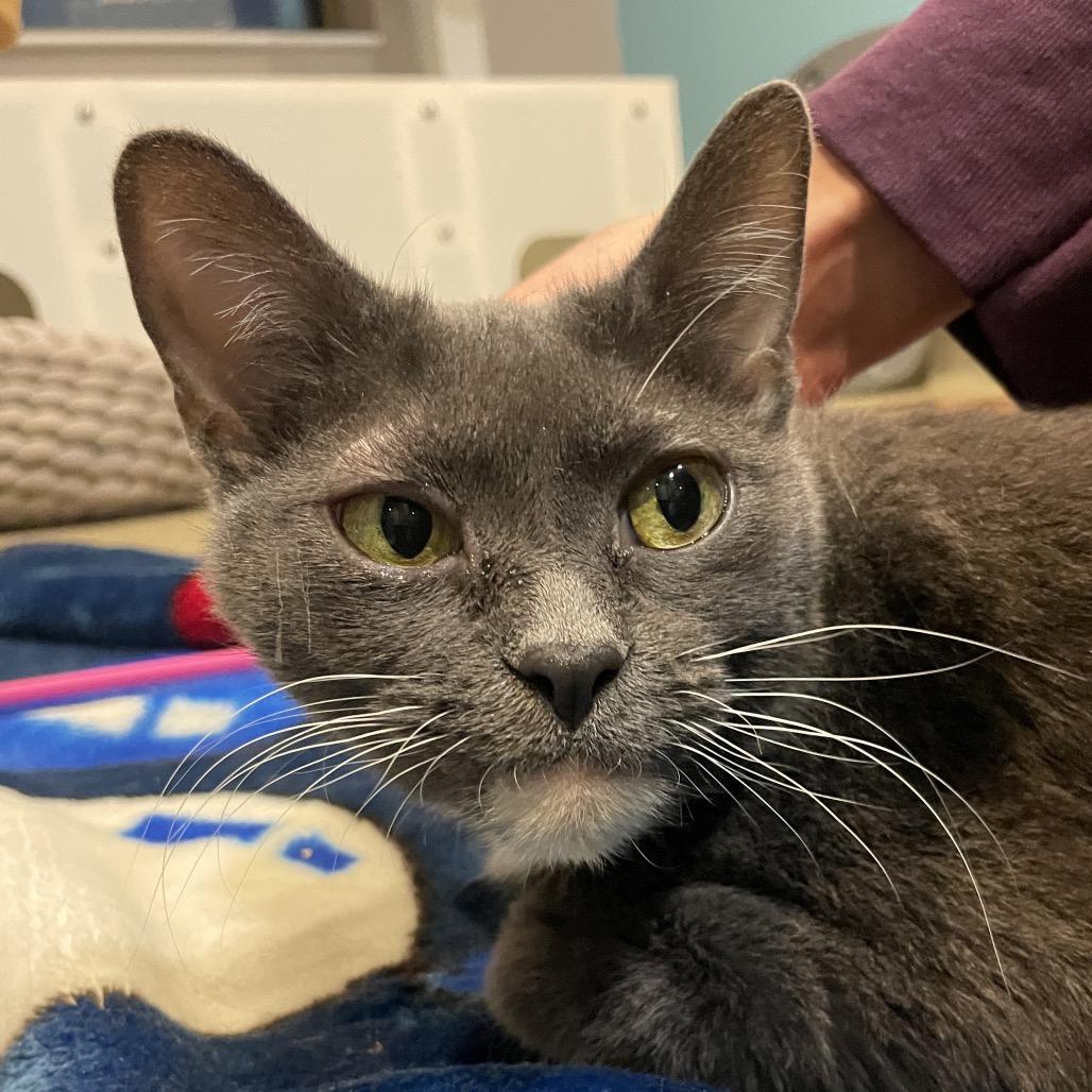 Cradle, Adoptable, Adult Female Domestic Short Hair.