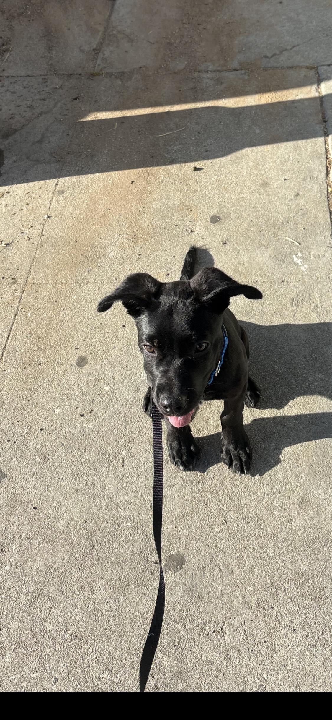 Enlarge Nori, a ADOPTABLE mixed breed in West Hollywood, CA image 3/6