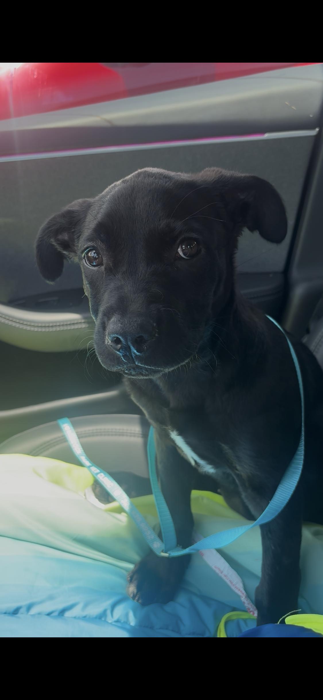 Enlarge Nori, a ADOPTABLE mixed breed in West Hollywood, CA image 5/6
