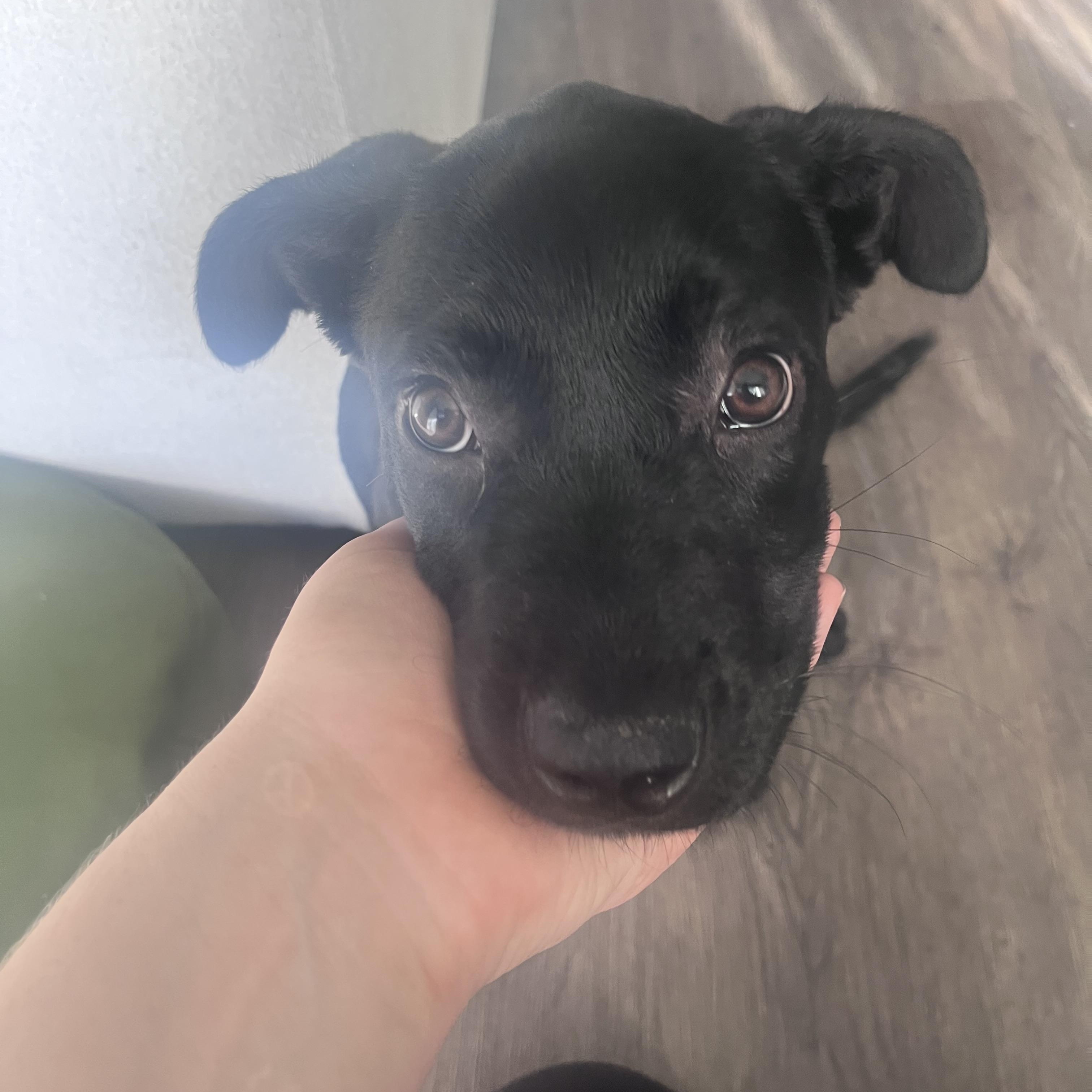 Enlarge Nori, a ADOPTABLE mixed breed in West Hollywood, CA image 4/6