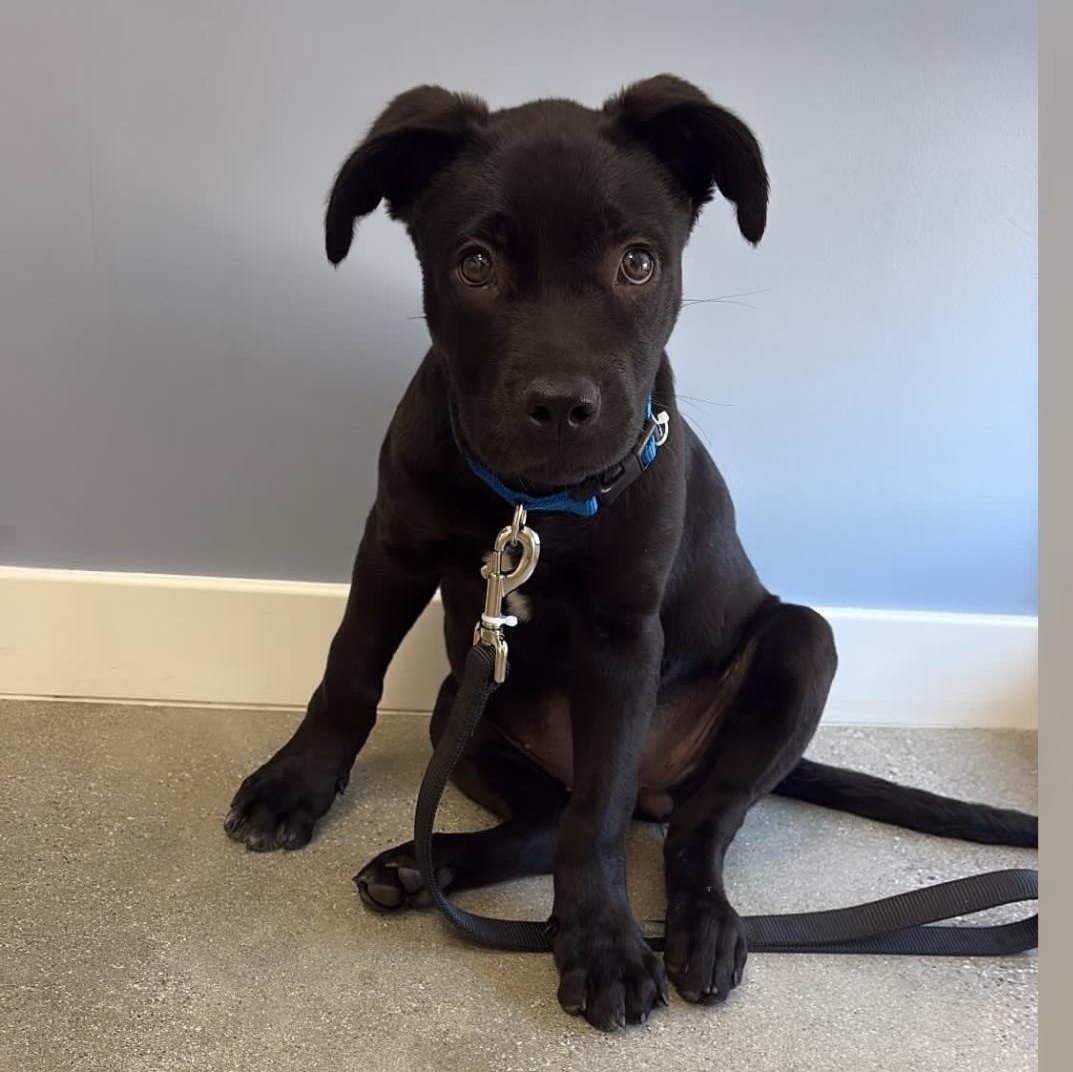 Nori, ADOPTABLE, Puppy Female Black Labrador Retriever & Pit Bull Terrier.