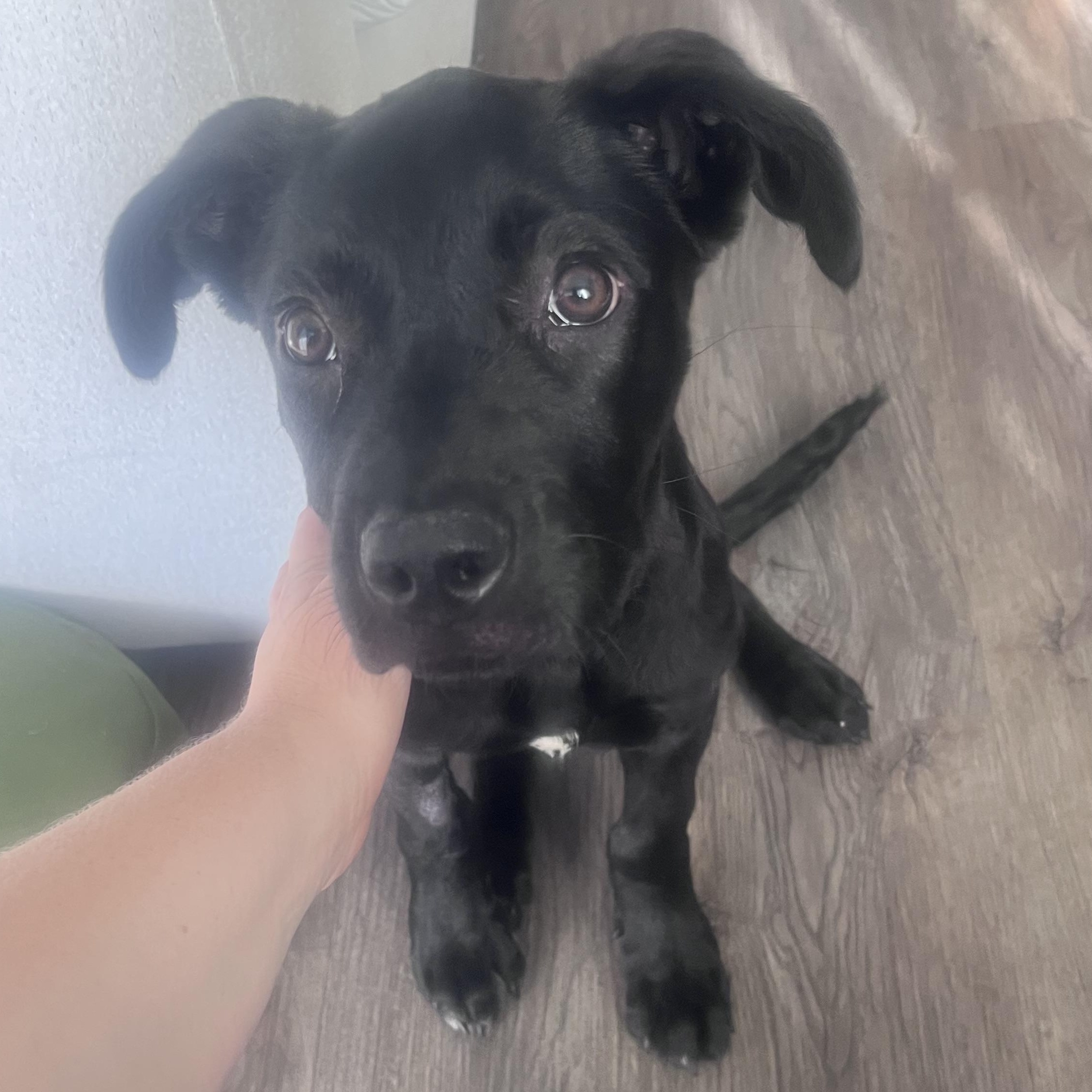 Enlarge Nori, a ADOPTABLE mixed breed in West Hollywood, CA image 2/6