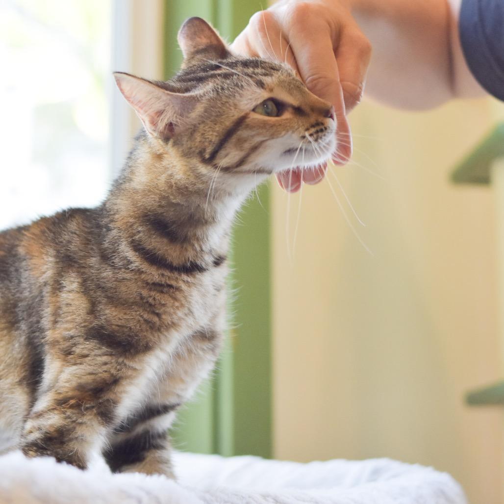 Cutie, Adoptable, Adult Female Domestic Short Hair.
