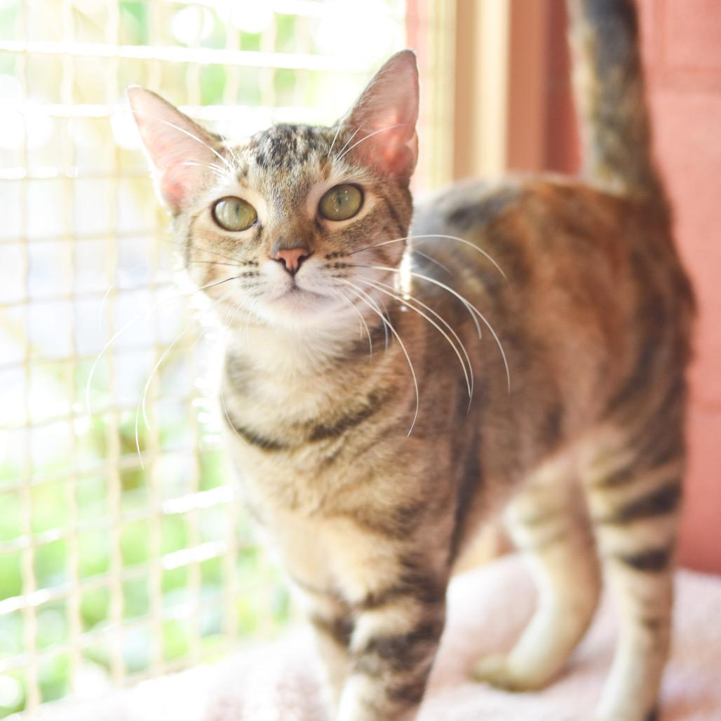 Cutie, a Adoptable Domestic Short Hair in Kailua Kona, HI image 2/6
