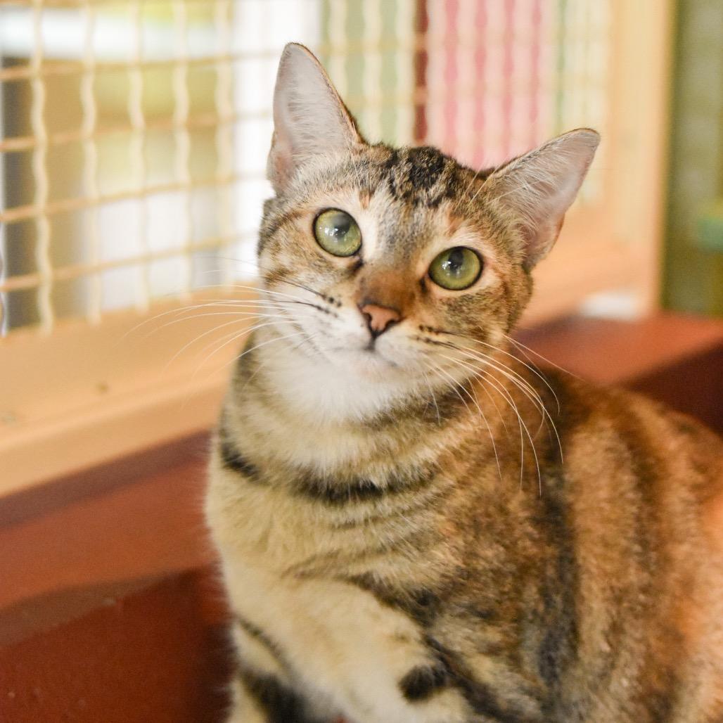 Enlarge Cutie, a Adoptable Domestic Short Hair in Kailua Kona, HI image 2/6