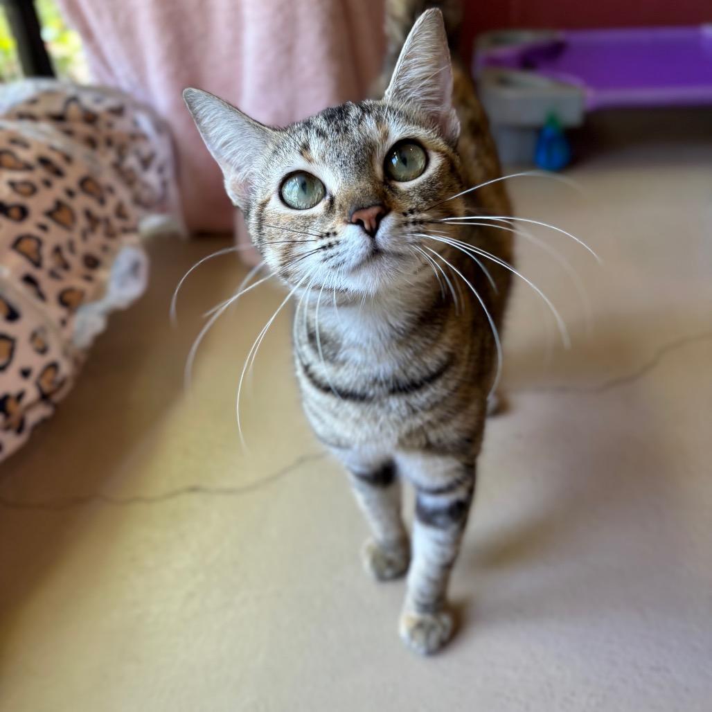 Cutie, a Adoptable Domestic Short Hair in Kailua Kona, HI image 3/6