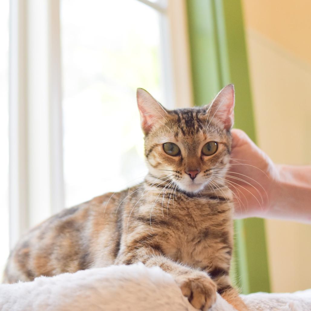 Cutie, a Adoptable Domestic Short Hair in Kailua Kona, HI image 4/6