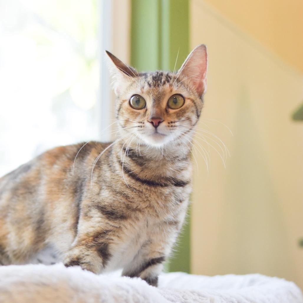 Cutie, a Adoptable Domestic Short Hair in Kailua Kona, HI image 5/6
