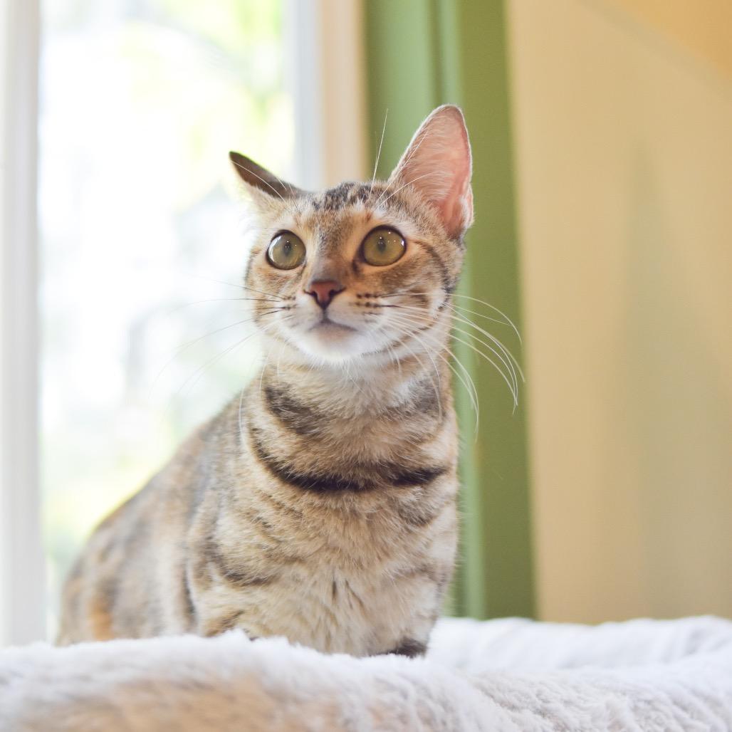 Cutie, a Adoptable Domestic Short Hair in Kailua Kona, HI image 6/6