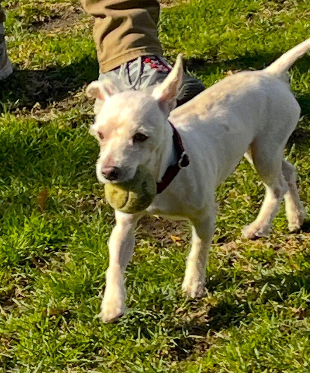 Coco Miranda, a Adoptable West Highland White Terrier / Westie in Saunderstown, RI image 3/3