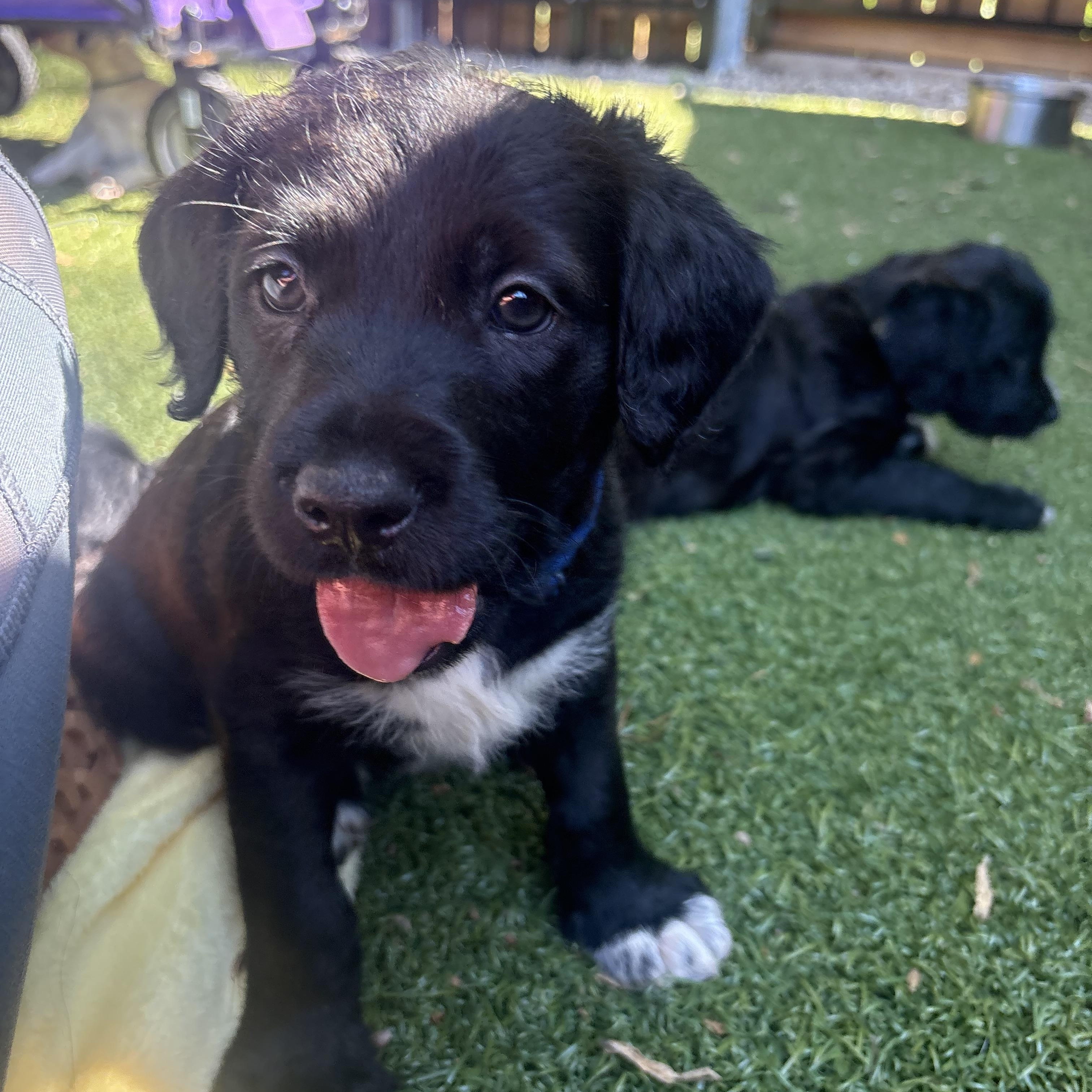 Truth, a ADOPTABLE mixed breed in Charlotte, NC image 2/4