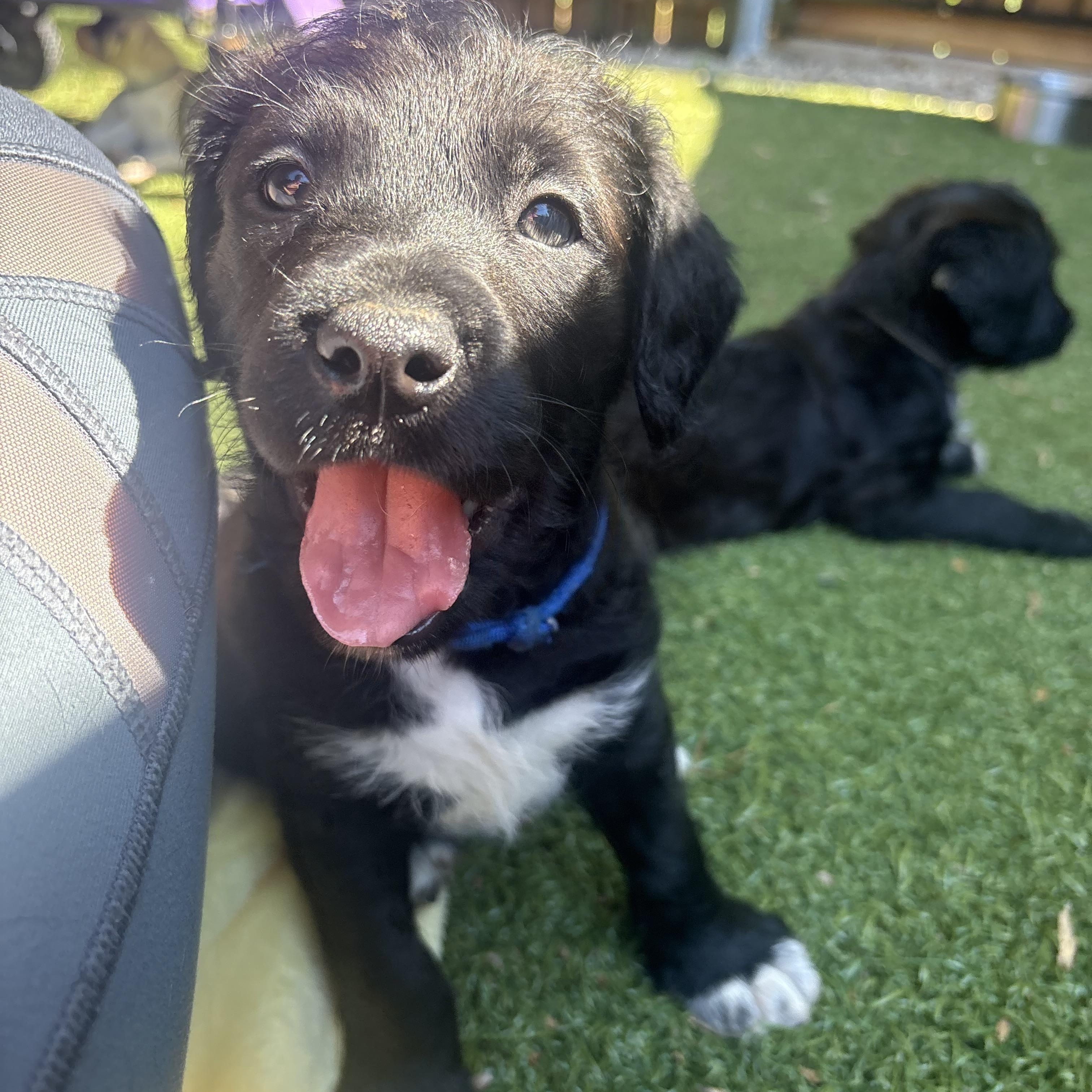 Truth, a ADOPTABLE mixed breed in Charlotte, NC image 1/4