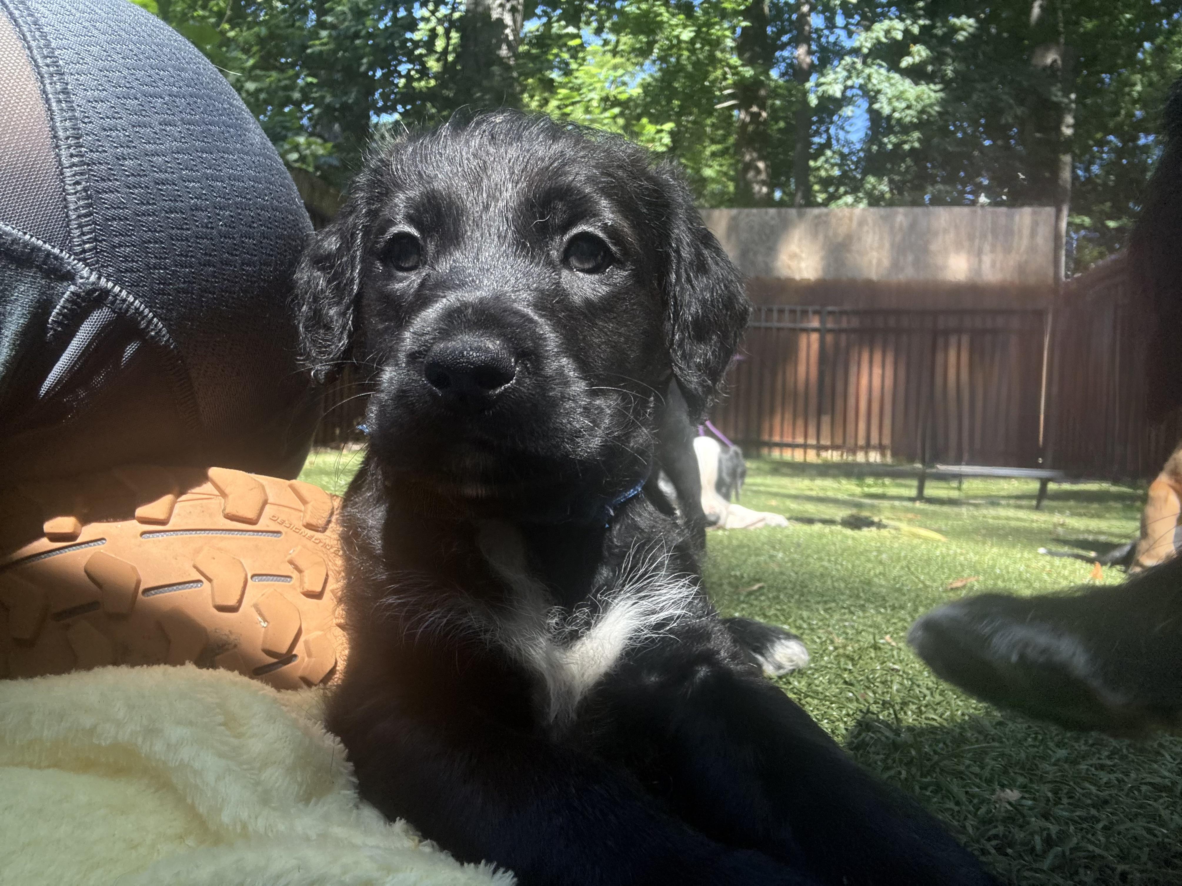 Truth, a ADOPTABLE mixed breed in Charlotte, NC image 3/4