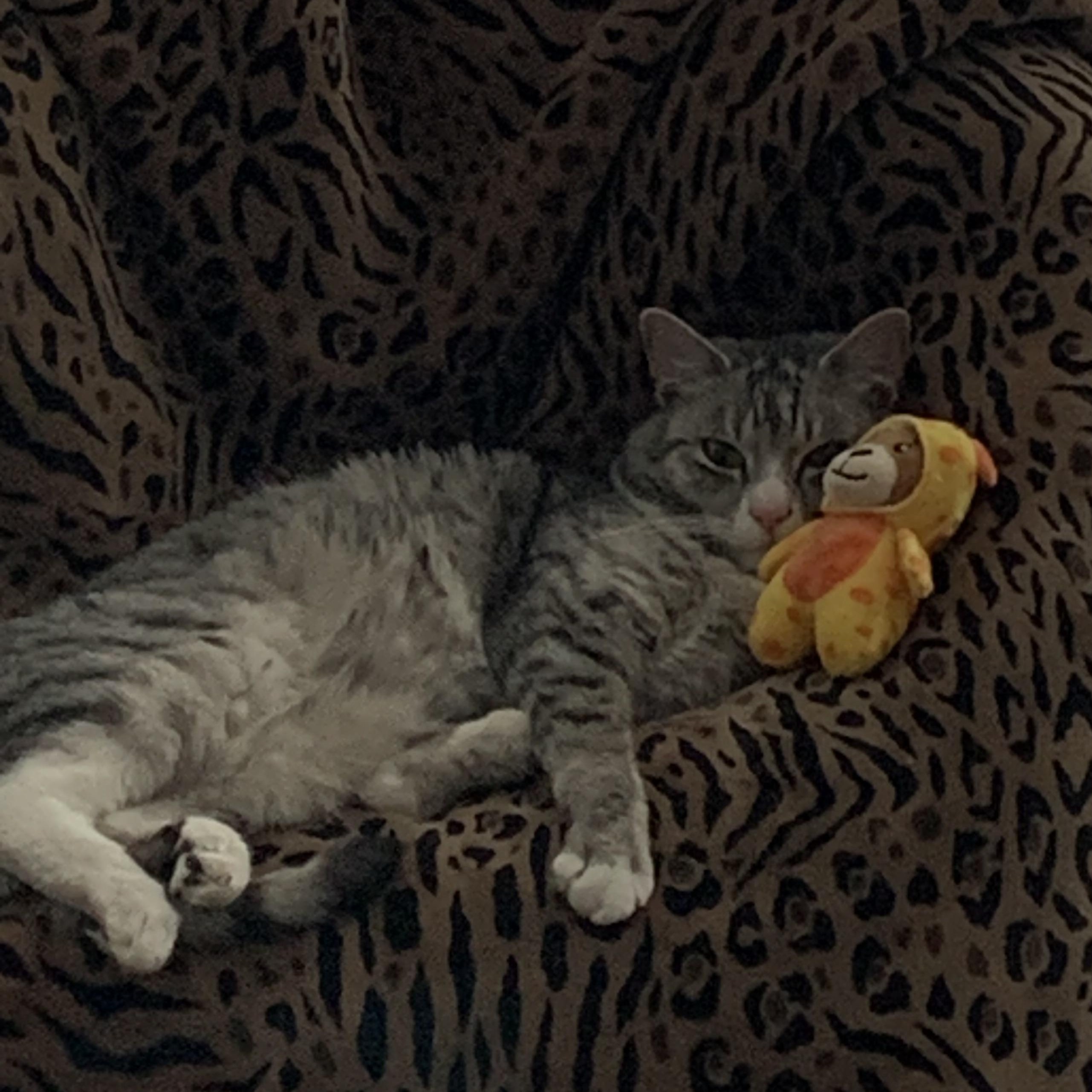 Enlarge Max, an adoptable Domestic Short Hair in Duluth, GA image 3/6