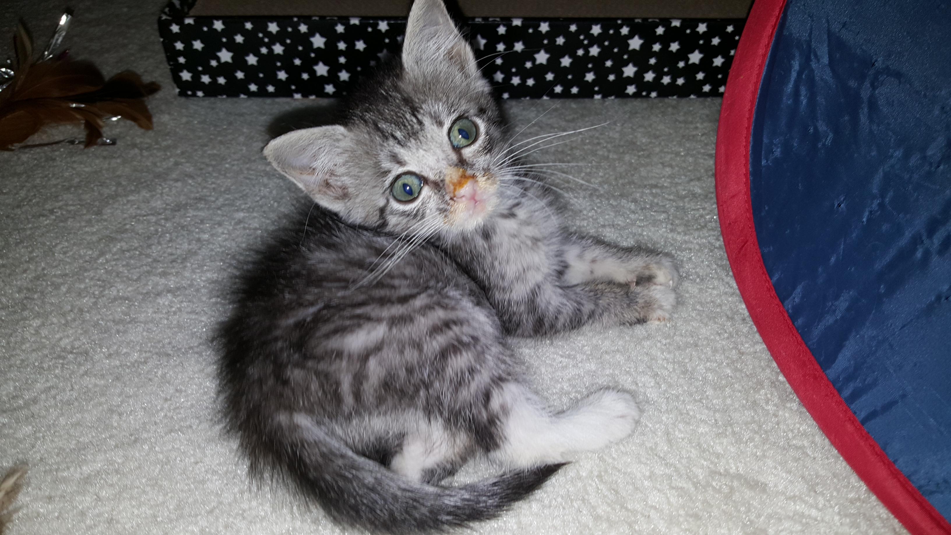 Enlarge Max, an adoptable Domestic Short Hair in Duluth, GA image 6/6