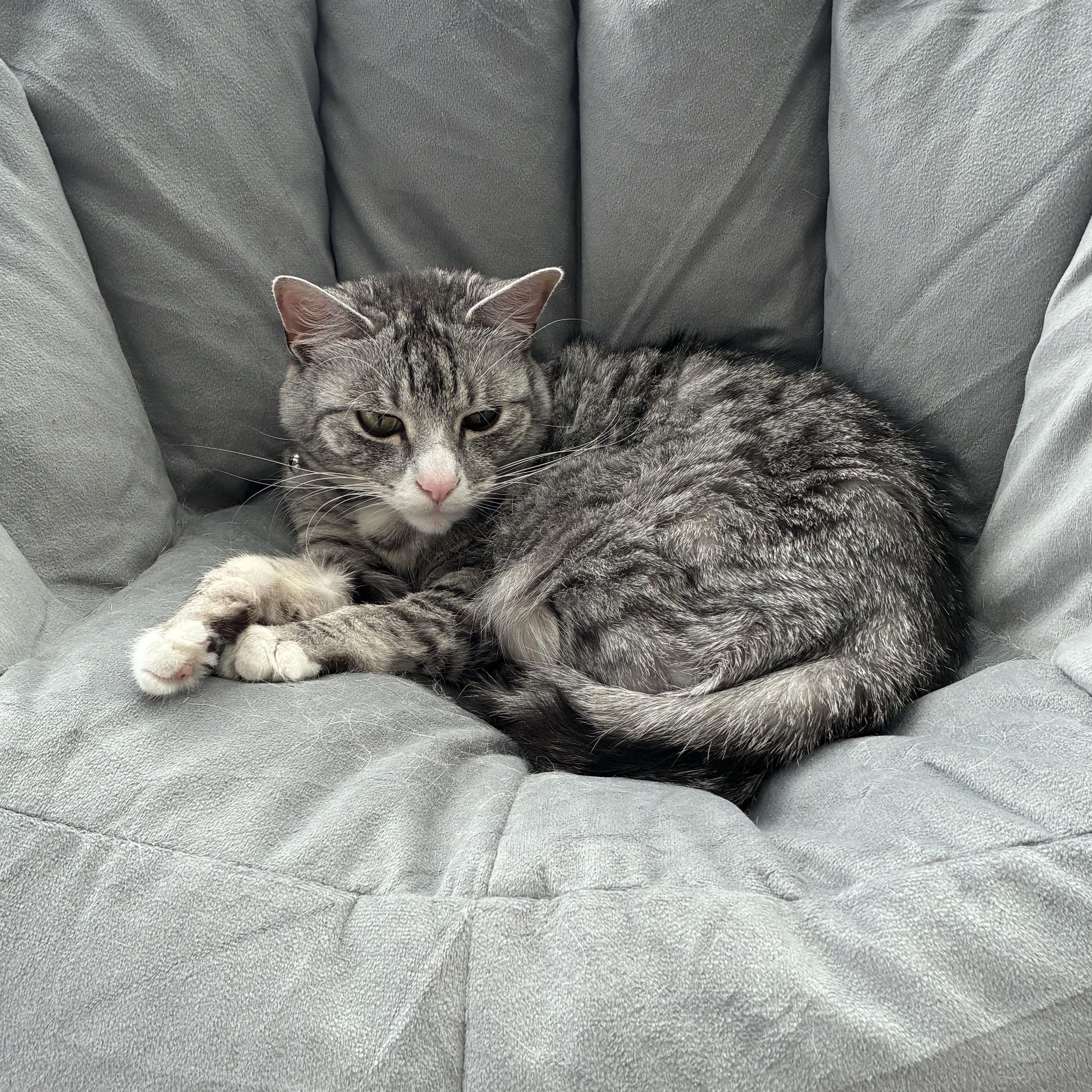 Enlarge Max, an adoptable Domestic Short Hair in Duluth, GA image 2/6