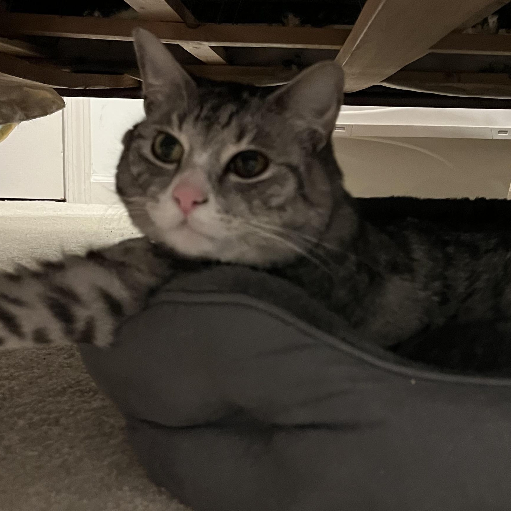 Enlarge Max, an adoptable Domestic Short Hair in Duluth, GA image 5/6