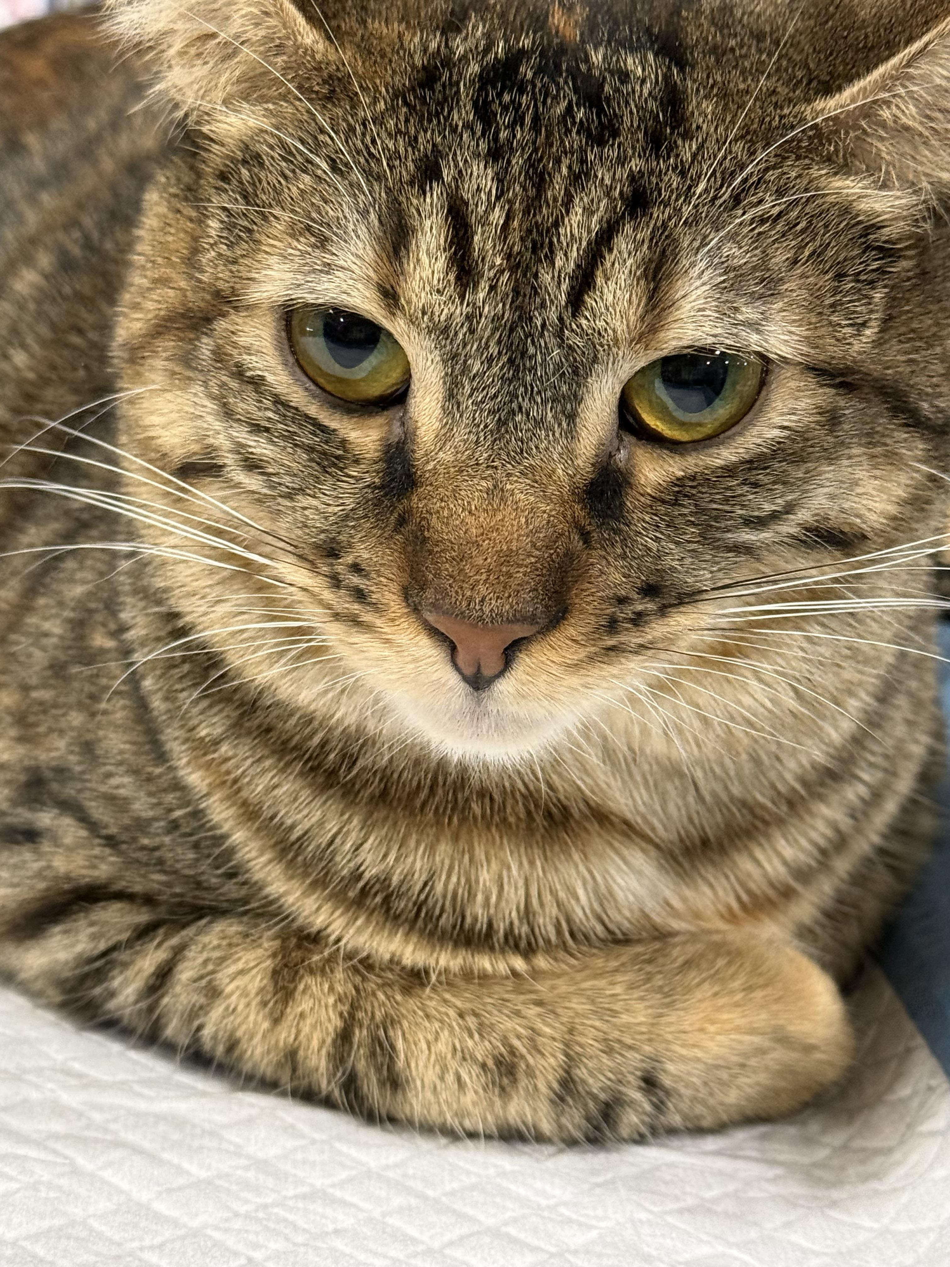 Bambi, a ADOPTABLE mixed breed in Walnut, CA image 4/5