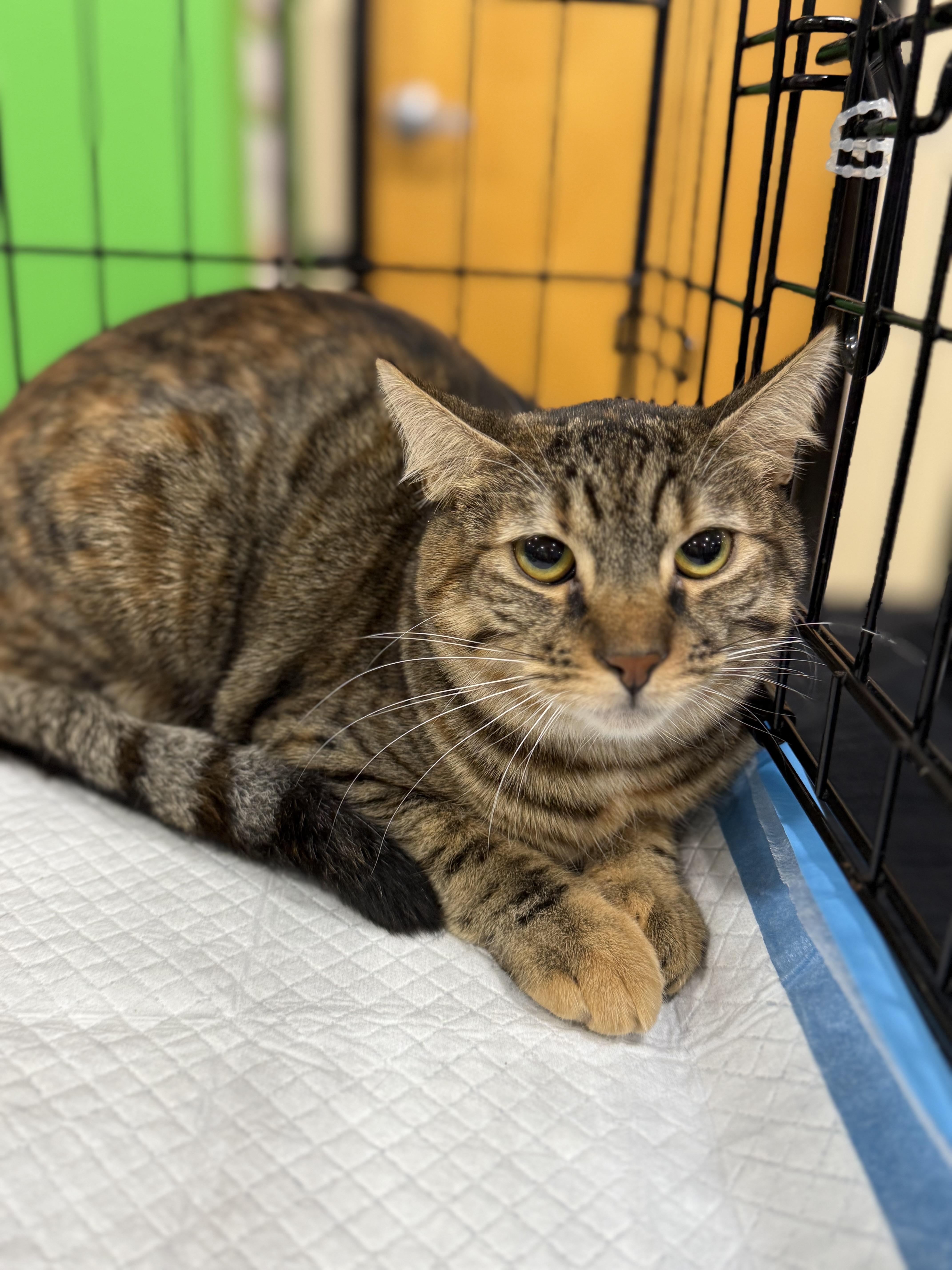 Bambi, a ADOPTABLE mixed breed in Walnut, CA image 5/5