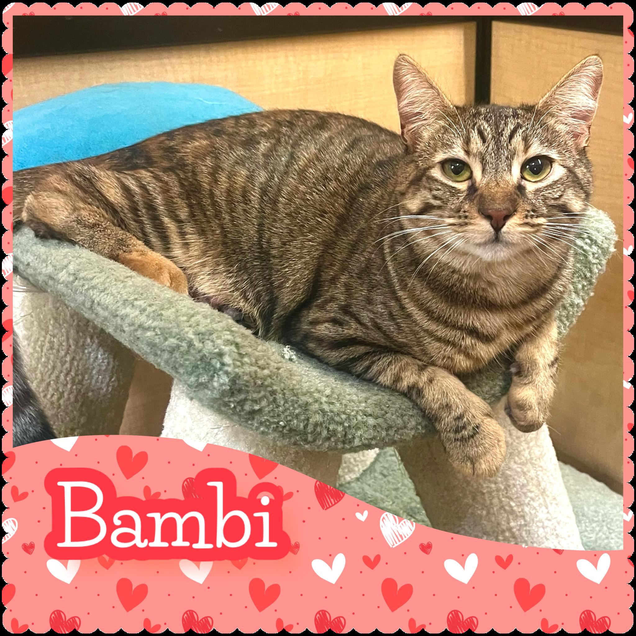 Bambi, ADOPTABLE, Young Female Tabby & Calico.