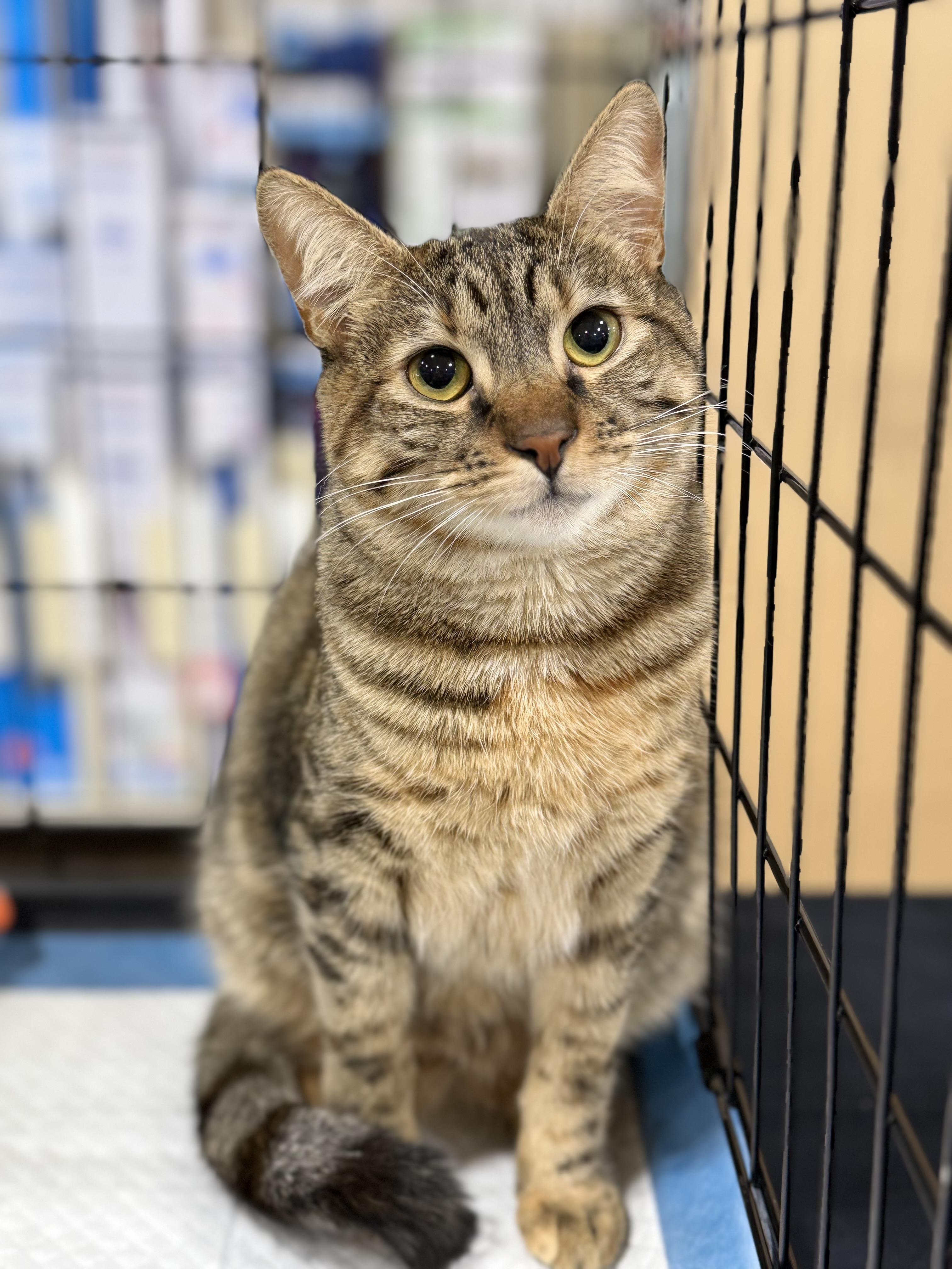 Bambi, a ADOPTABLE mixed breed in Walnut, CA image 3/5