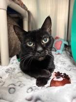 Enlarge Velvet, an adopted Domestic Short Hair in Whitby, ON image 1/1