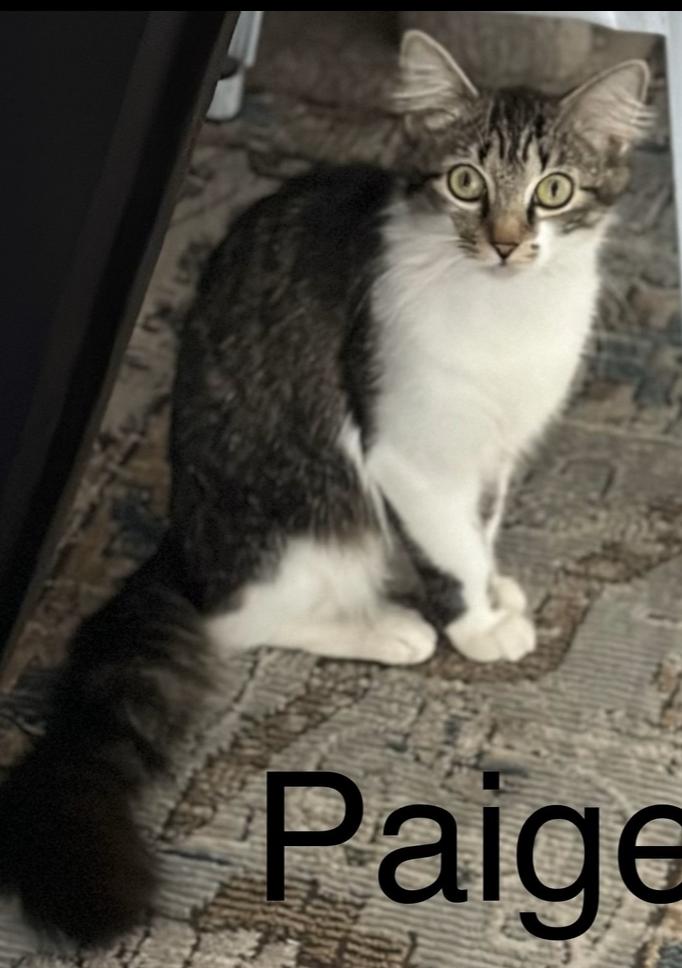 Enlarge Paige, a Adoptable Domestic Short Hair in Wellington, FL image 1/1