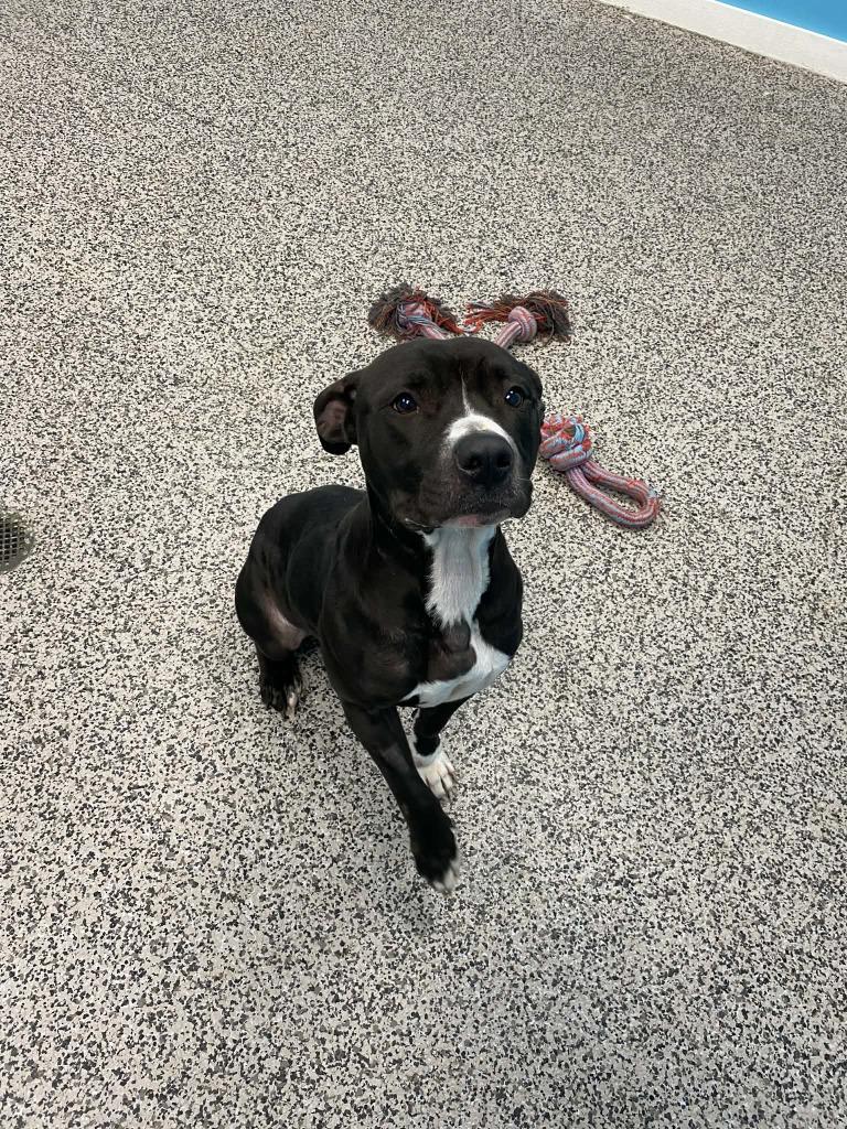 Enlarge Bella, a Adoptable Pit Bull Terrier in Kendallville, IN image 1/4