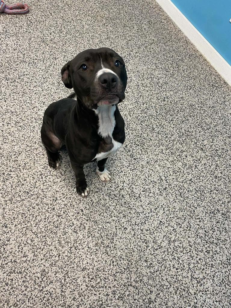 Enlarge Bella, a Adoptable Pit Bull Terrier in Kendallville, IN image 3/4