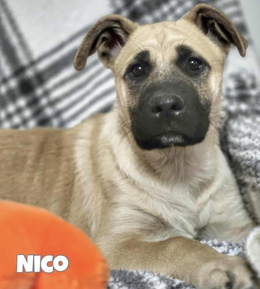 Enlarge Nico, a Adoptable mixed breed in Winnipeg, MB image 1/6