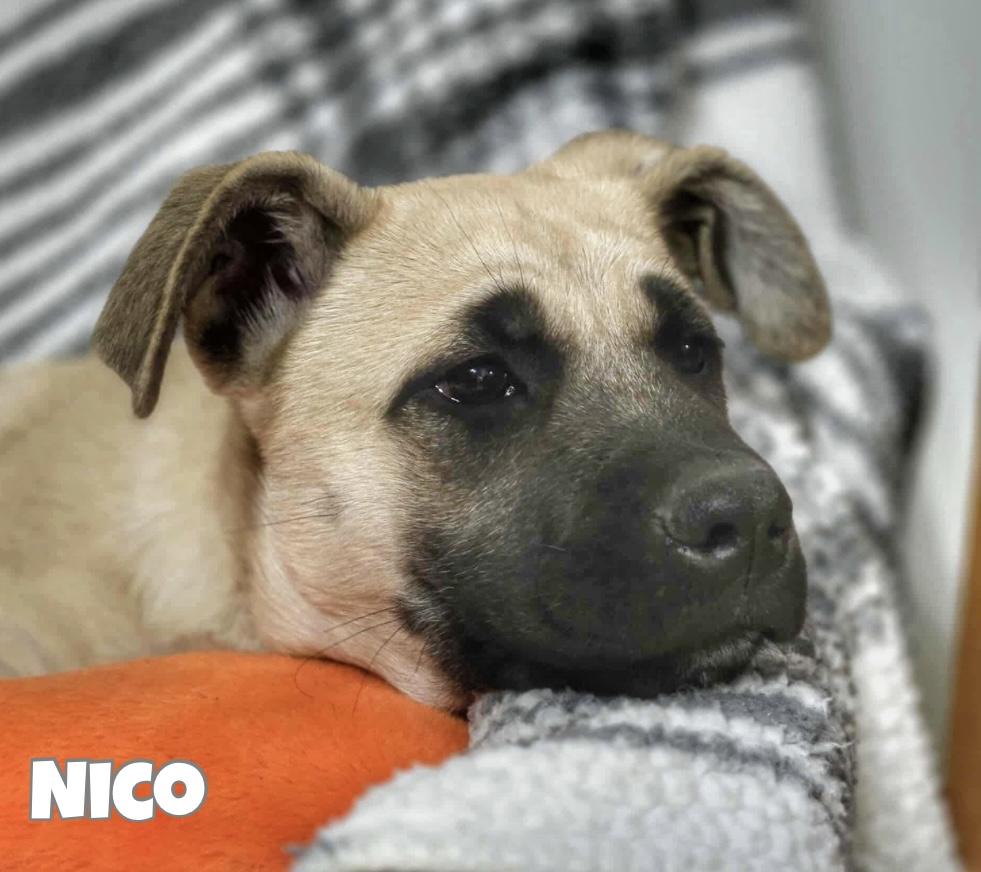 Enlarge Nico, a Adoptable mixed breed in Winnipeg, MB image 2/6