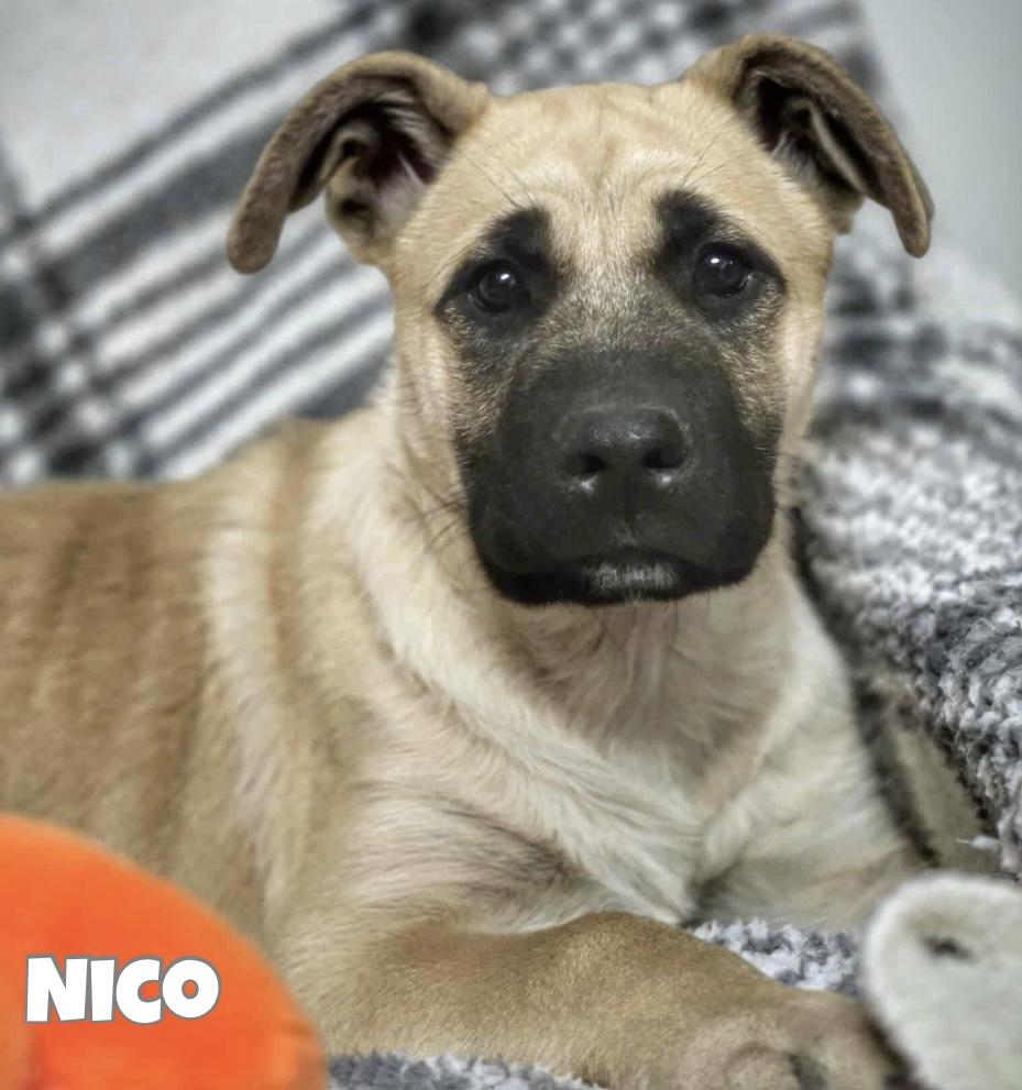 Enlarge Nico, a Adoptable mixed breed in Winnipeg, MB image 3/6