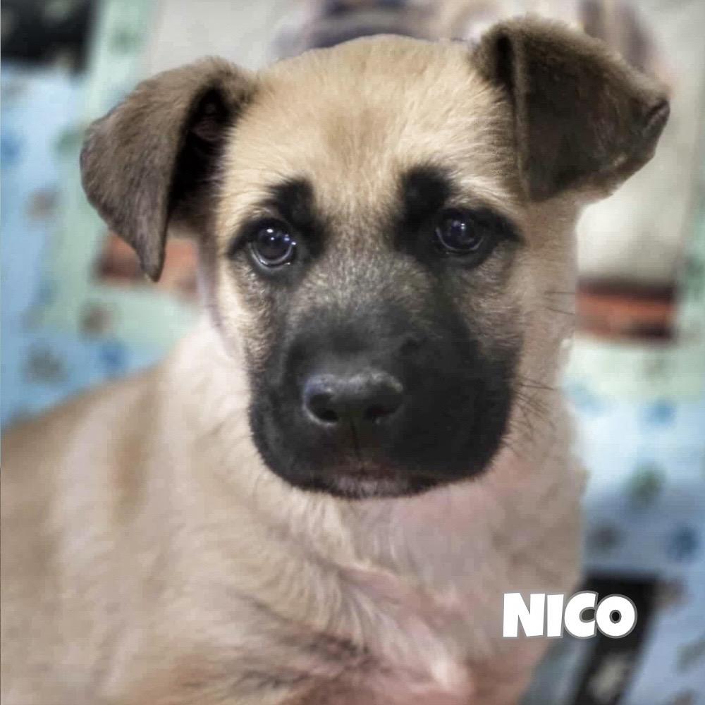 Nico, a Adoptable mixed breed in Winnipeg, MB image 1/2