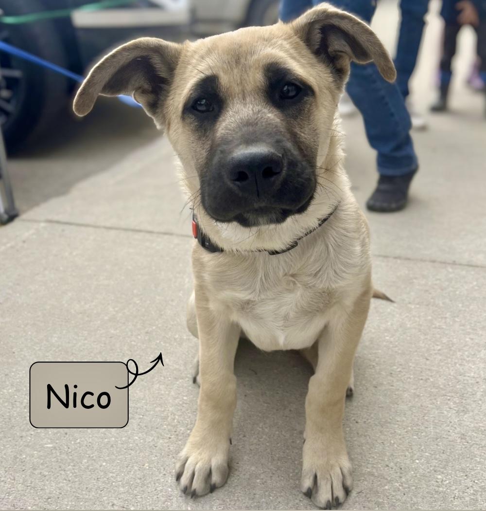 Nico, an adoptable mixed breed in Winnipeg, MB image 1/6