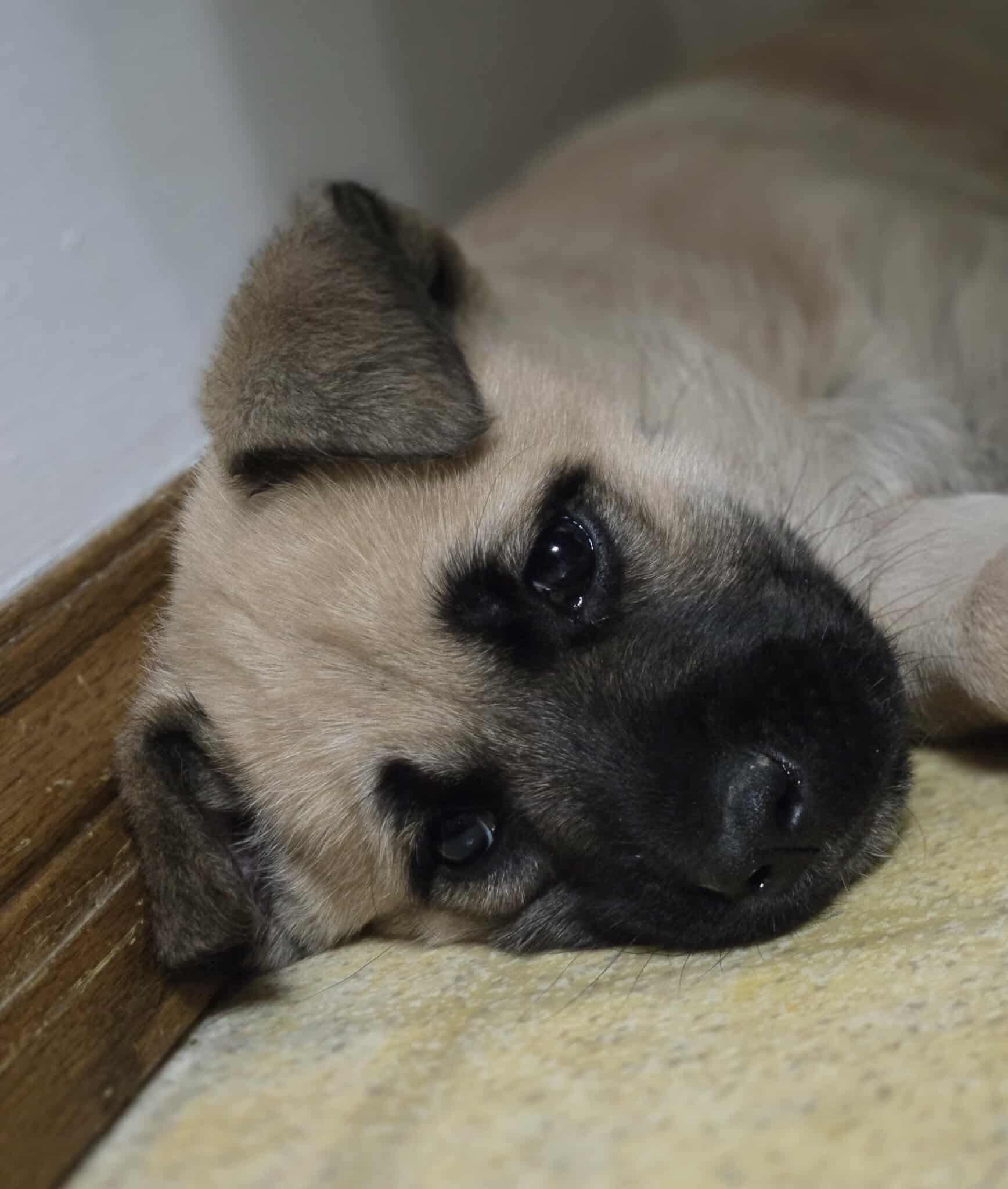 Nico, a Adoptable mixed breed in Winnipeg, MB image 2/2