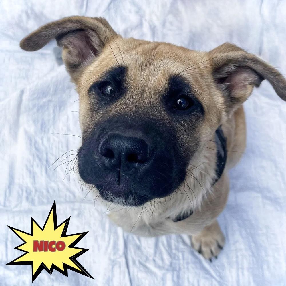 Nico, an adoptable mixed breed in Winnipeg, MB image 2/6