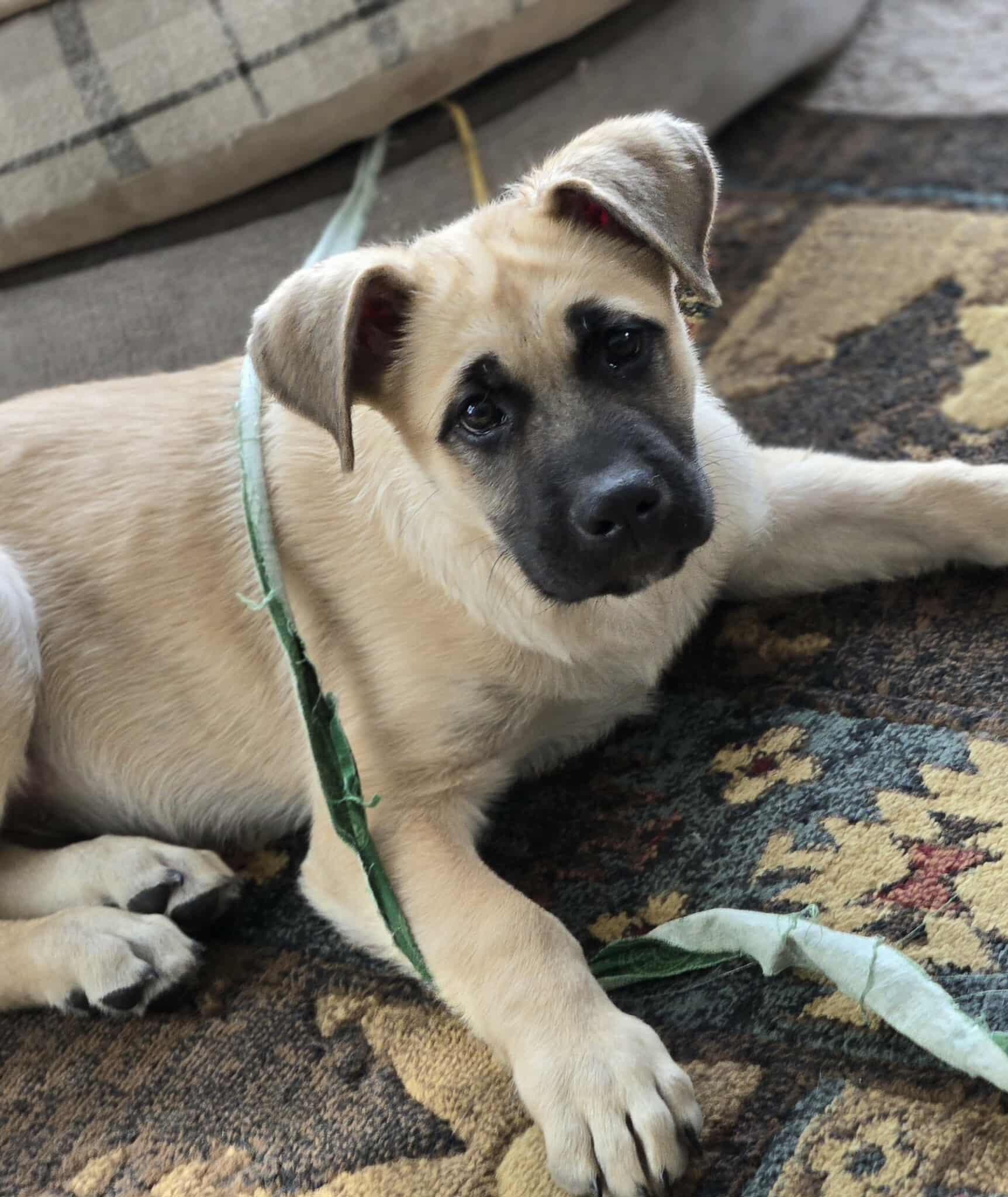 Enlarge Nico, a Adoptable mixed breed in Winnipeg, MB image 6/6